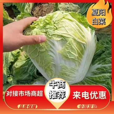 通许大白菜夏阳白菜货源充足产地直发对接全国各地客商
