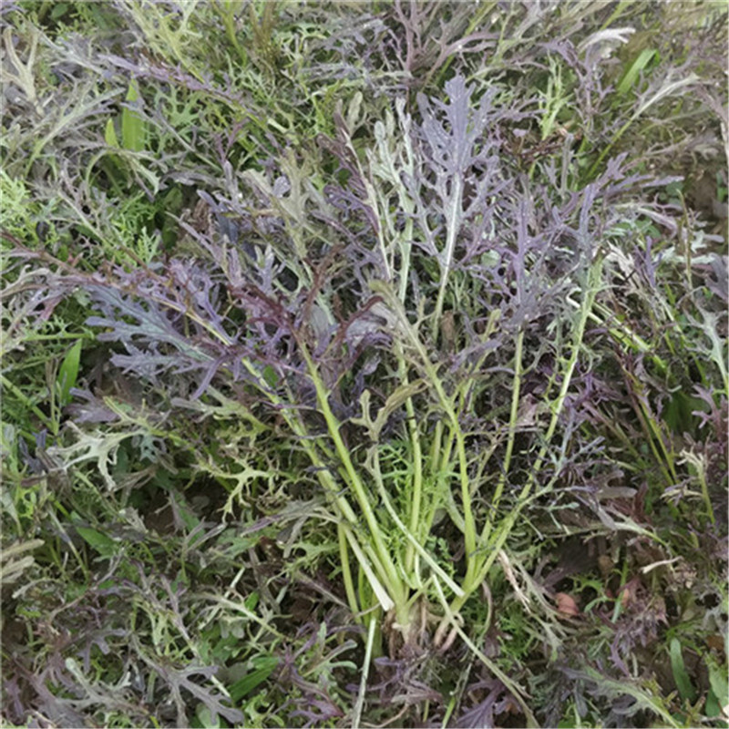紫晶水晶菜种子阳台盆栽四季京水菜菜种子特色沙拉菜有机蔬菜