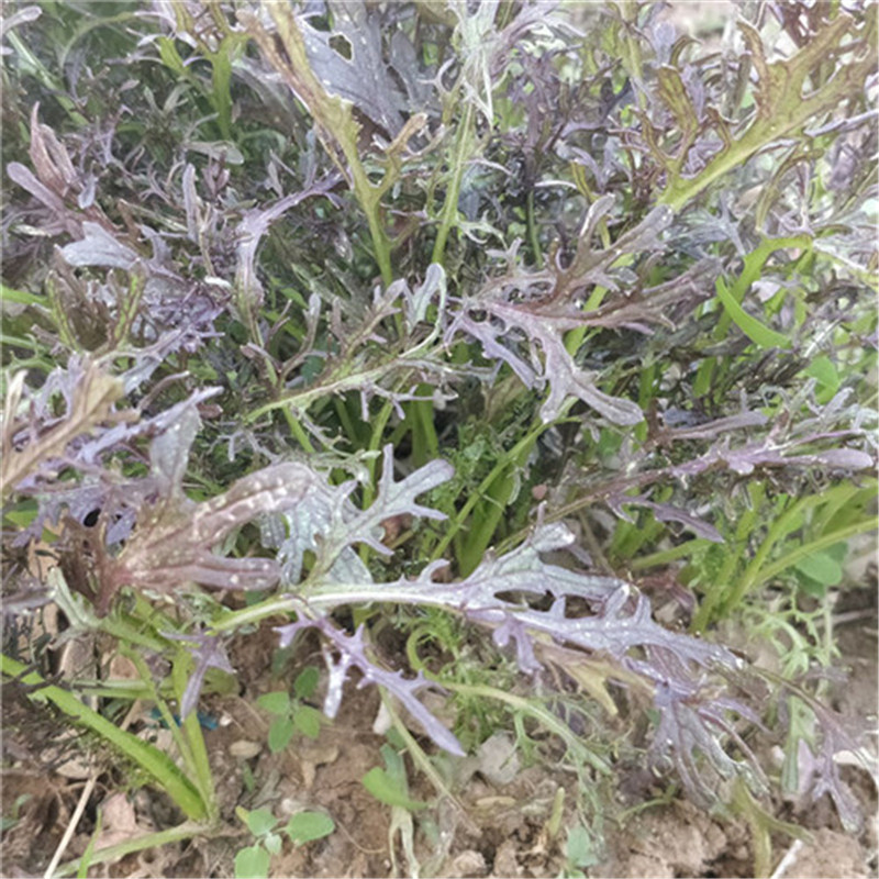 紫晶水晶菜种子阳台盆栽四季京水菜菜种子特色沙拉菜有机蔬菜
