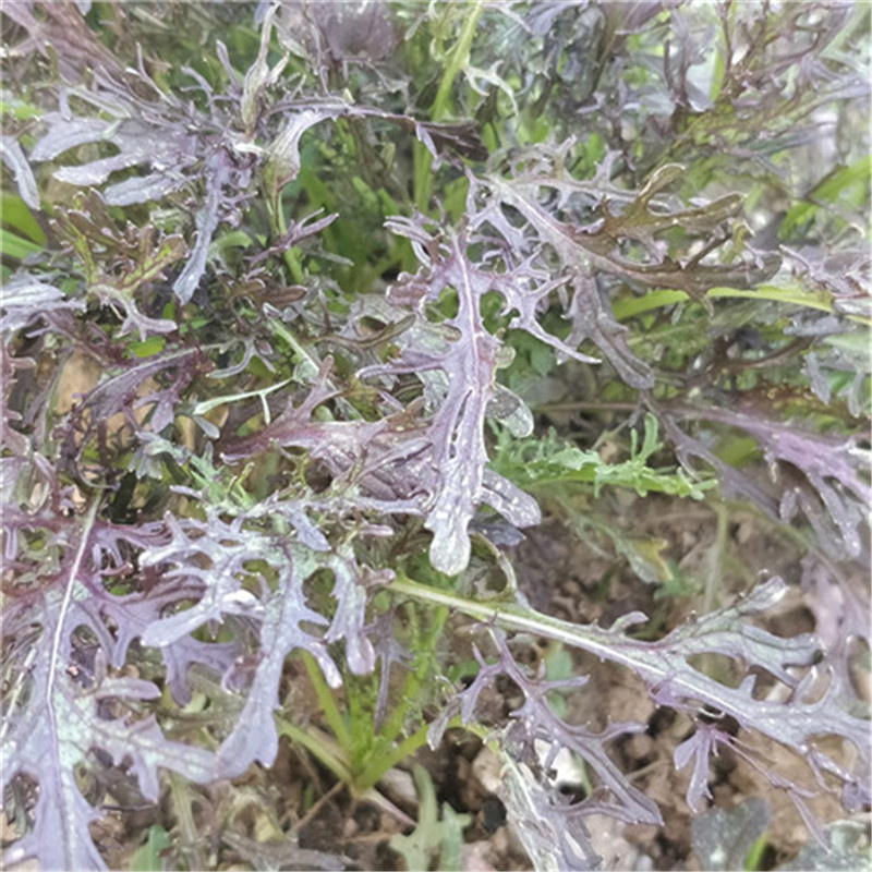 紫晶水晶菜种子阳台盆栽四季京水菜菜种子特色沙拉菜有机蔬菜