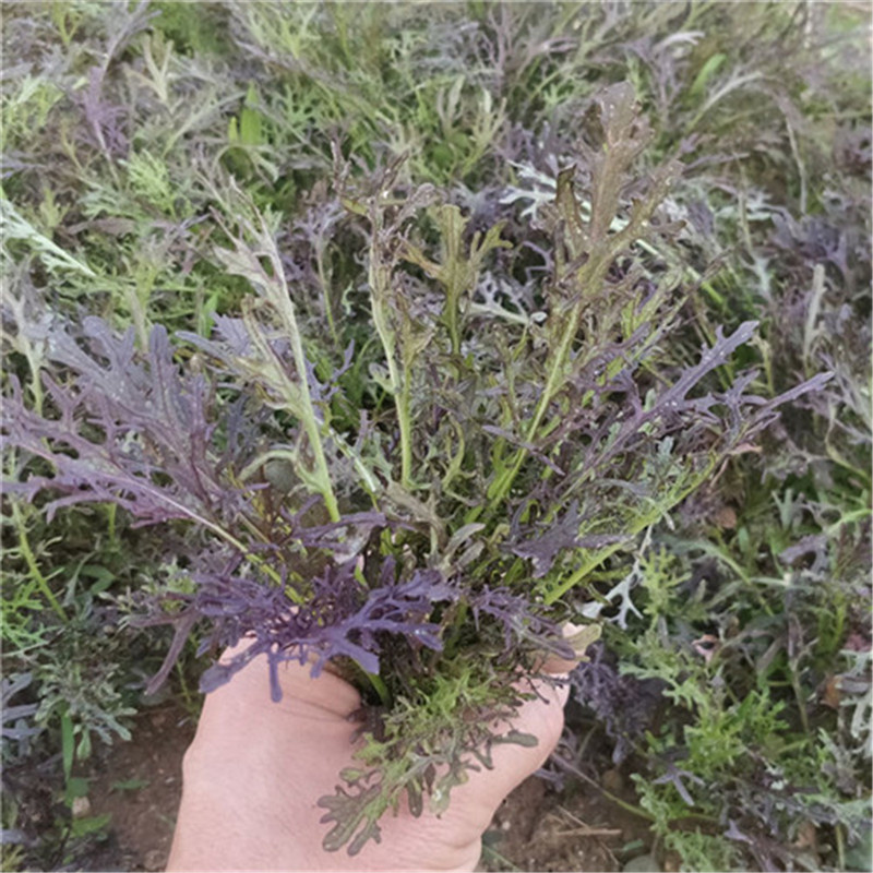 紫晶水晶菜种子阳台盆栽四季京水菜菜种子特色沙拉菜有机蔬菜