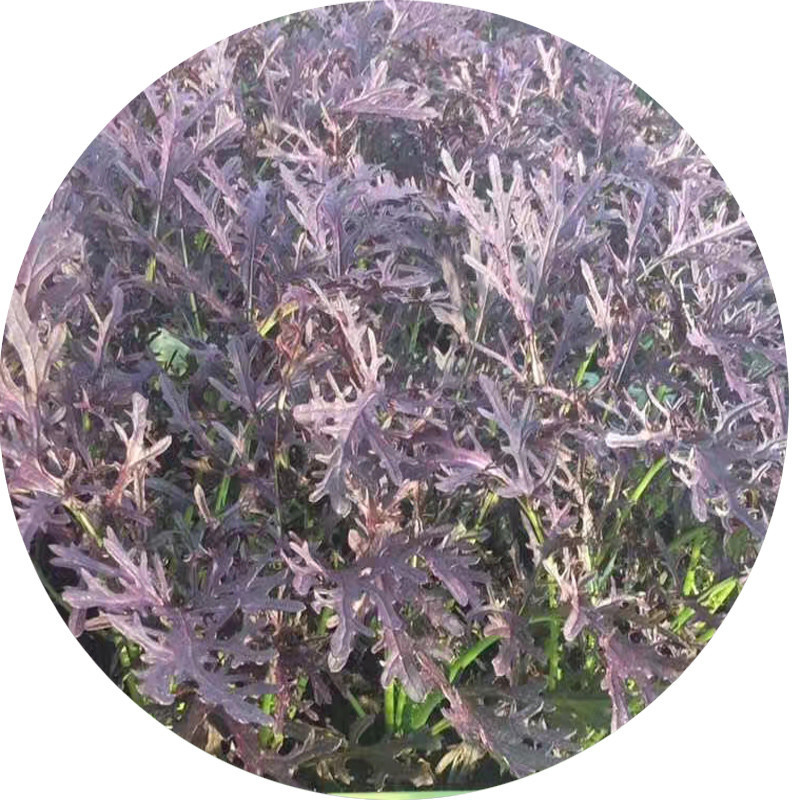 紫晶水晶菜种子阳台盆栽四季京水菜菜种子特色沙拉菜有机蔬菜