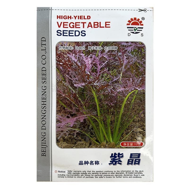 紫晶水晶菜种子阳台盆栽四季京水菜菜种子特色沙拉菜有机蔬菜