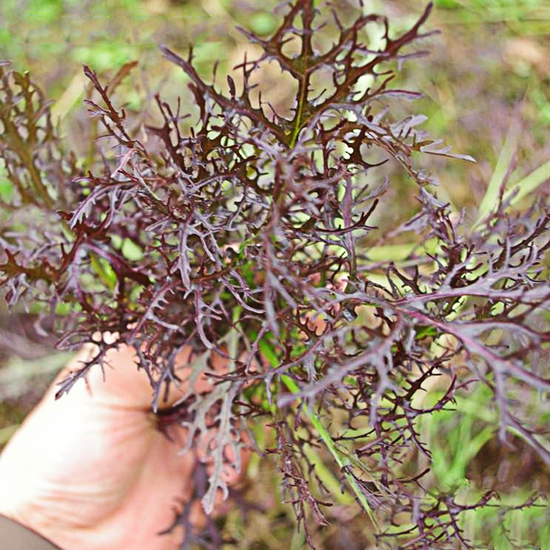 紫晶水晶菜种子阳台盆栽四季京水菜菜种子特色沙拉菜有机蔬菜