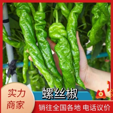 【长期供应】精品螺丝椒青椒按需包装质优价廉电商货市场货