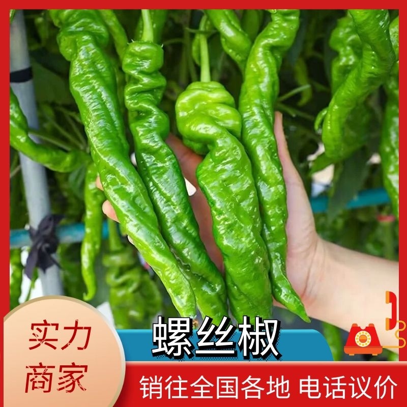 【长期供应】精品螺丝椒青椒按需包装质优价廉电商货市场货