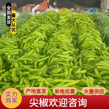 辽宁凌海精品尖椒牛角椒青皮黄皮辣椒基地直供诚信经营欢迎来电