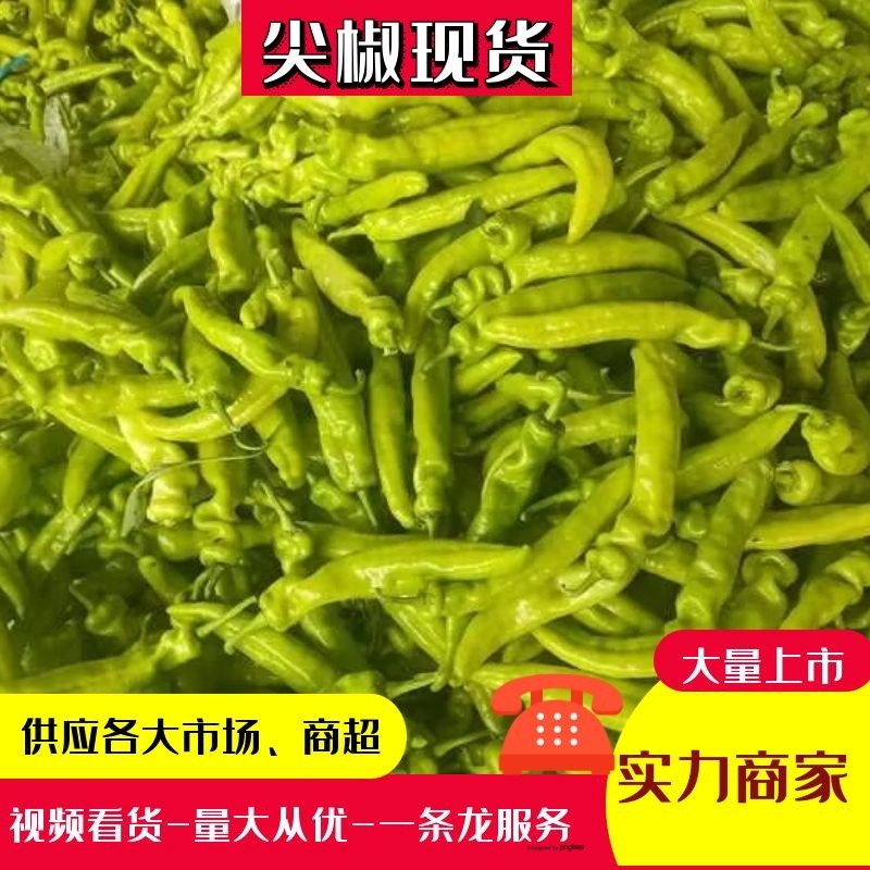 尖椒薄皮椒301青辣椒本地辣椒大量上市，品种齐全欢迎选购