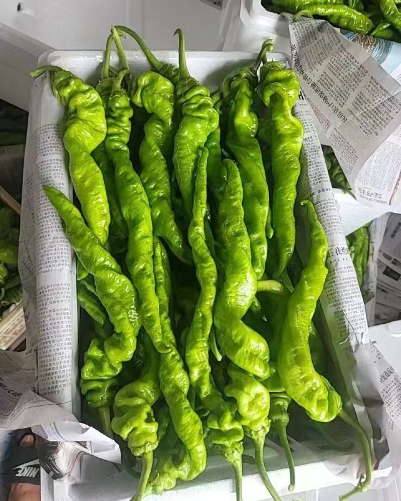 尖椒薄皮椒301青辣椒本地辣椒大量上市，品种齐全欢迎选购