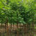 水杉3公分5公分10公分造林绿化工程伟森园林