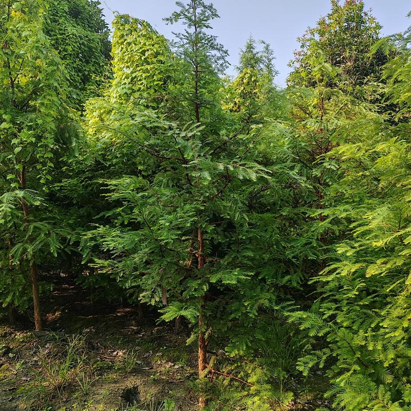 水杉3公分5公分10公分造林绿化工程伟森园林
