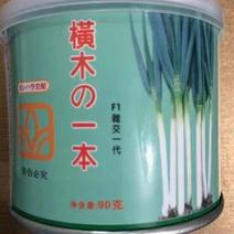 日本钢葱种子横木一本抗病好耐旱涝不脱叶分叉少章丘大葱种子