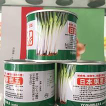 日本钢葱王种子高产耐运输抗倒伏耐热耐寒耐抽章丘大葱种子