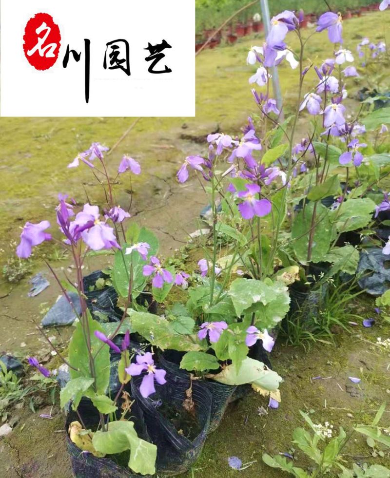 二月兰基地大量批发现挖现卖保质保量二月兰量大优惠