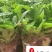 发财树盆栽清仓处理租摆批发发财树基地直发优选绿植