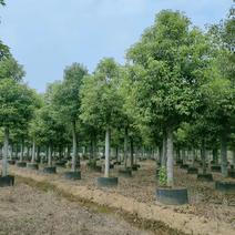【香樟】万亩绿化基地各类树苗香樟树有需致电视频