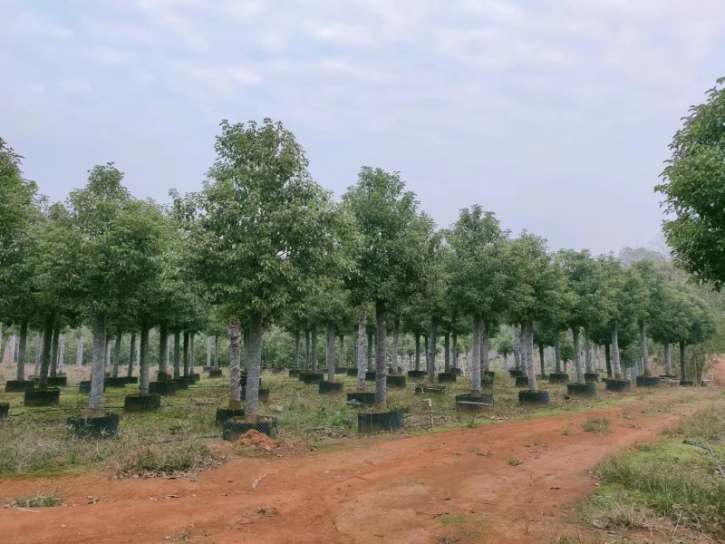 【香樟】万亩绿化基地各类树苗香樟树有需致电视频看货