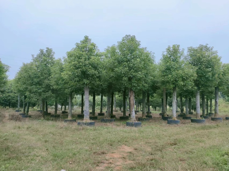 【香樟】万亩绿化基地各类树苗香樟树有需致电视频看货