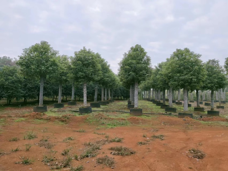 【香樟】万亩绿化基地各类树苗香樟树有需致电视频看货