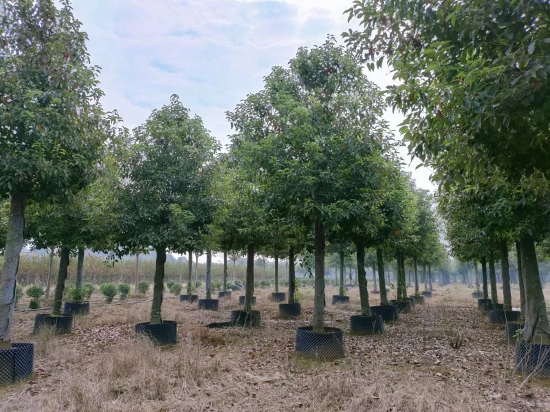 【香樟】万亩绿化基地各类树苗香樟树有需致电视频看货