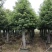 【香樟】万亩绿化基地各类树苗香樟树有需致电视频看货