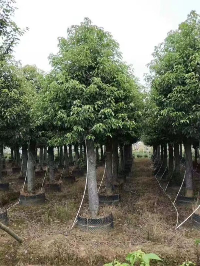 【香樟】万亩绿化基地各类树苗香樟树有需致电视频看货