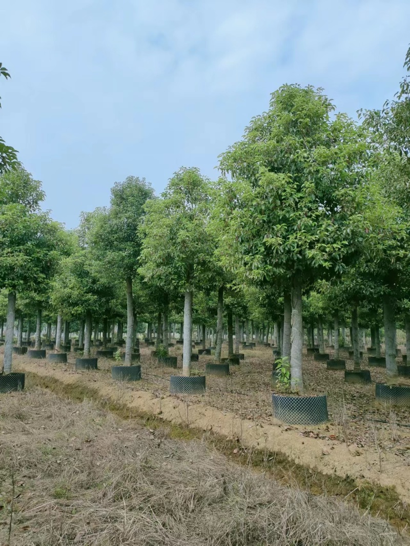 【香樟】万亩绿化基地各类树苗香樟树有需致电视频看货