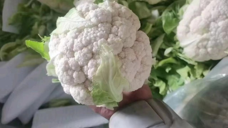 河北邯郸精品花菜净菜松花菜产地直供货源充足可视频看货电联