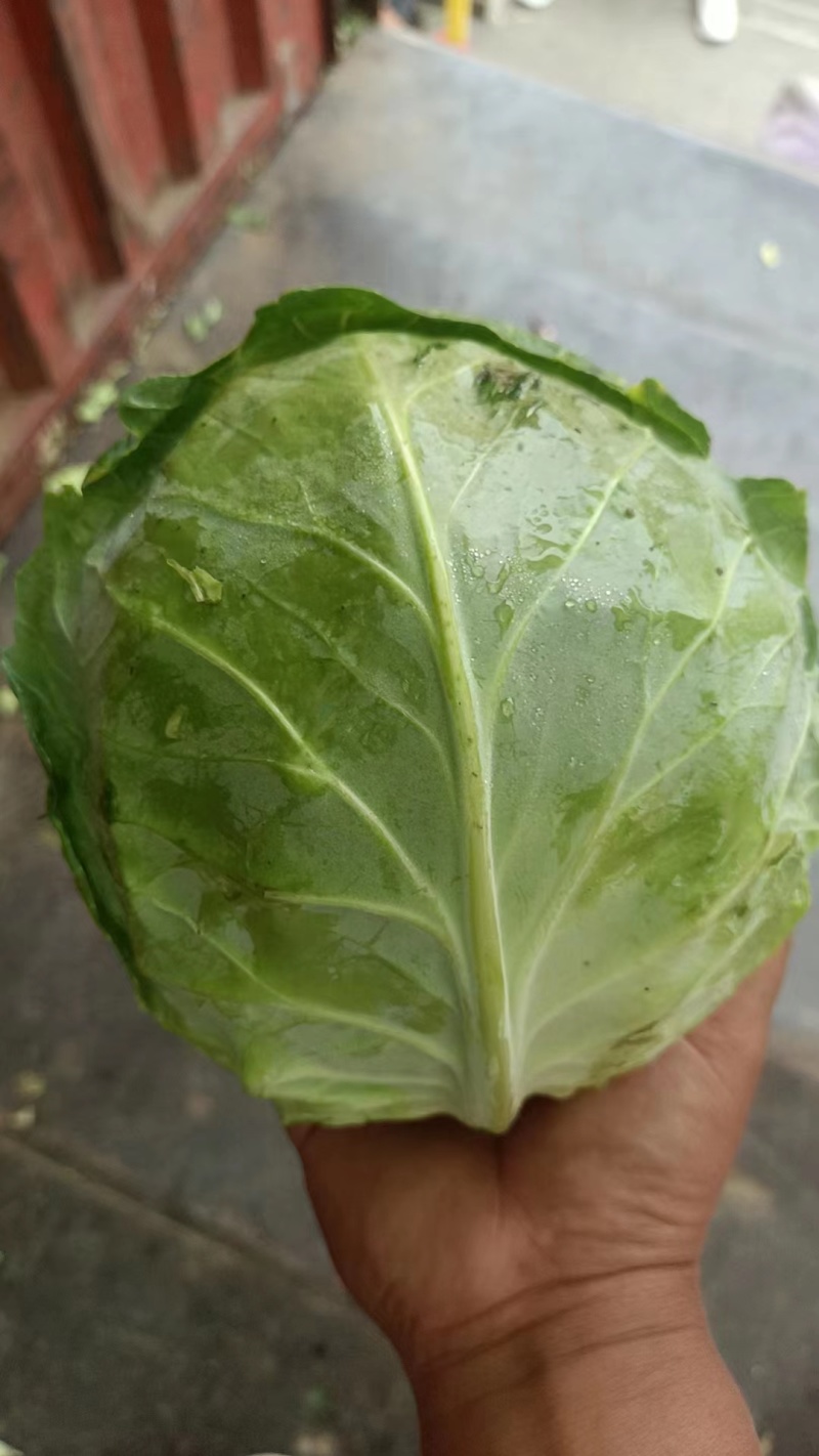 河北本地精品甘蓝圆包菜大量供应提供产地一条龙服务诚信合作电联