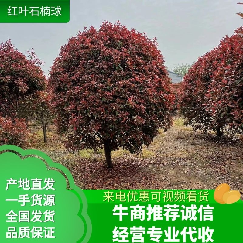 精选红叶石楠球各种规格品质保证代发全国