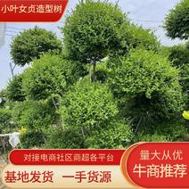小叶女贞造型树基地直发保质保量对接电商批发商