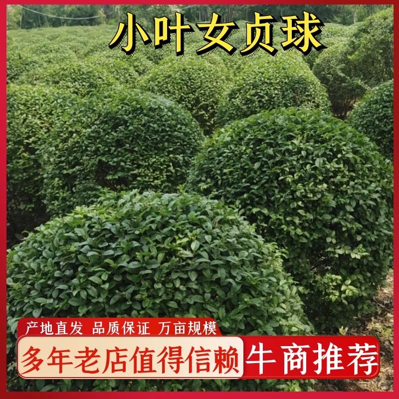 小叶女贞球大量现货产地直发自产自销规格齐全