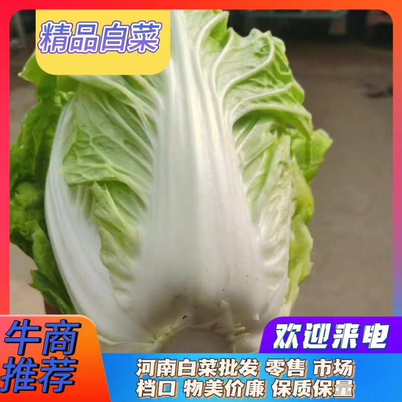 夏阳白菜精品白菜产地货源整车批发商超品质保质保量