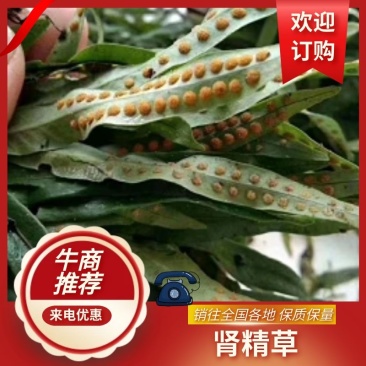 中药材正品野生云南化石草肾精草肾精茶长白山男性滋补去石