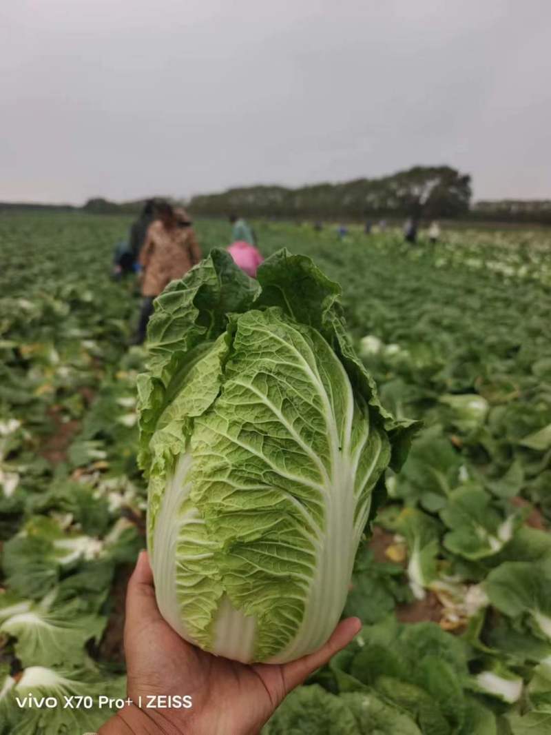 【在线】吉林黄心包心菜大量上市了全国发货可视频看货