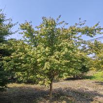 鸡爪槭3-10公分叶形独特根系旺盛易成活伟森园林