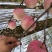 红富士苹果冰糖心苹果脆甜各种规格价格可谈货源足欢迎来电