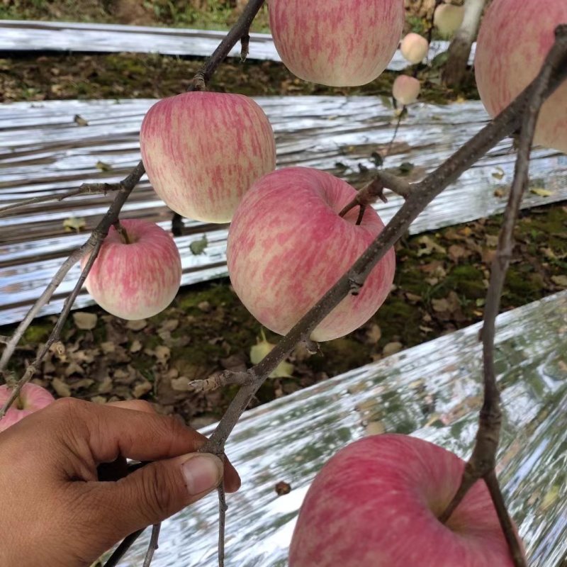 红富士苹果冰糖心苹果脆甜各种规格价格可谈货源足欢迎来电