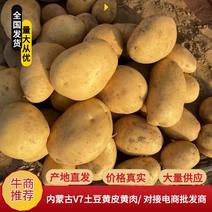 内蒙古V7土豆黄皮黄肉。雪川红皮精品量大