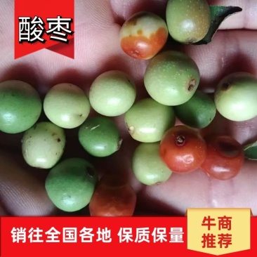 【酸枣】甘肃酸枣枣大枣产地发货货源充足