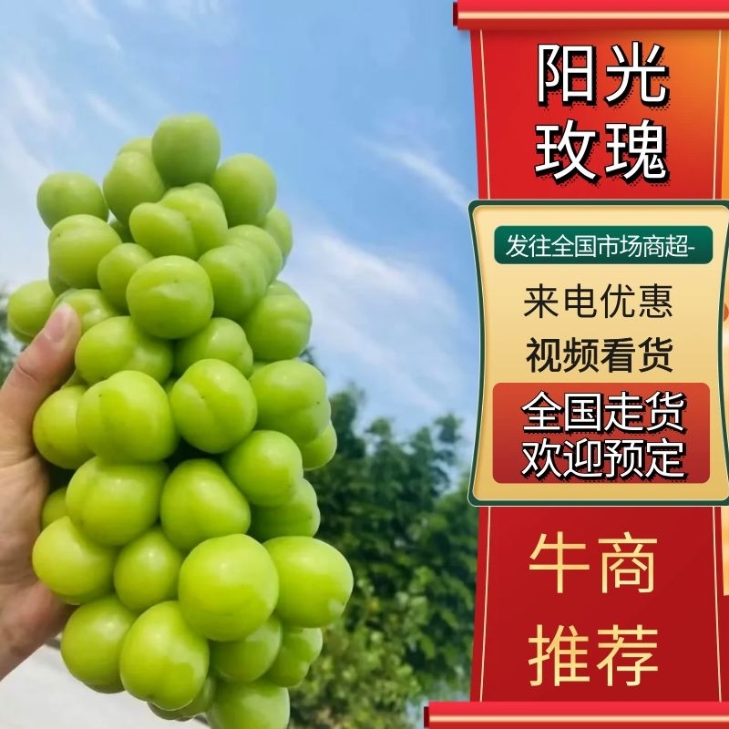 【精品】精选陕西渭南阳光玫瑰，新鲜采摘葡萄，产地直发