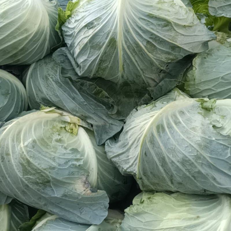 大量现货供应墨玉50小扁包甘蓝包菜小平顶产地直发