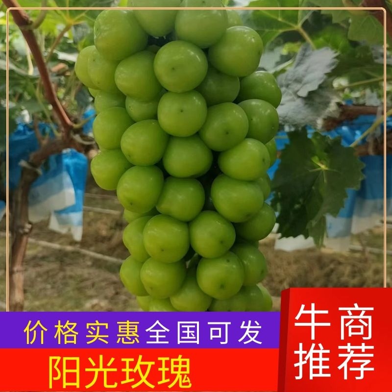 【优选】阳光玫瑰，陕西渭南葡萄，大量出售欢迎来购量大从优