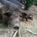 【自产自销】100头藏香猪急售价格优惠肉质口感好全国可发