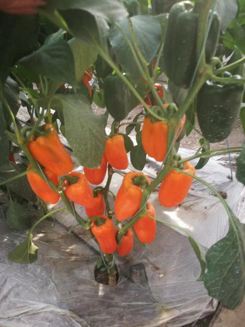 彩椒苗荷兰进口水果椒苗产地直发根系发达易存活提供技术