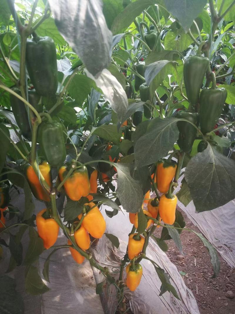 彩椒苗荷兰进口水果椒苗产地直发根系发达易存活提供技术