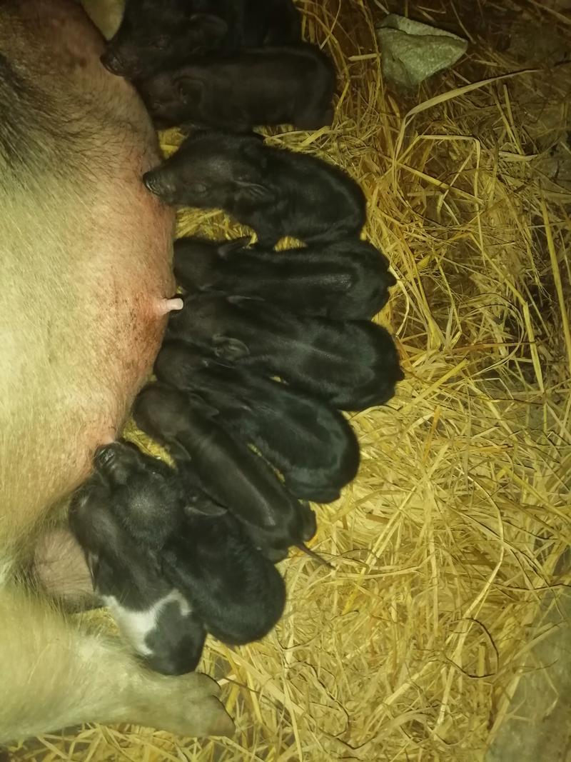 高山放养藏香猪土猪香猪黑猪自家养殖肉质好欢迎来电选购