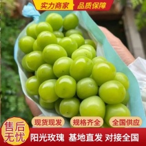 精品葡萄阳光玫瑰葡萄大量上市货源充足量大从优欢迎咨询