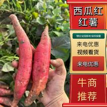 山东优质西瓜红蜜薯大量上市品质一手货源价格透明可视频