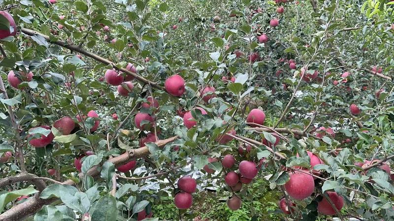 四川红将军苹果大量上市产地直发对接各大电商批发商